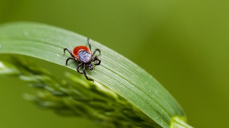 How to Prevent Ticks in Your Yard – 5 Expert-Approved Ways to Stop Them Moving In