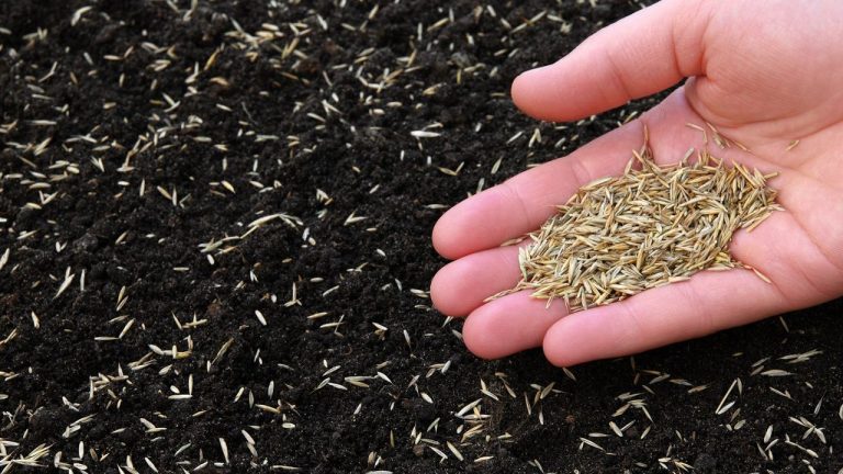 Is It Too Late To Plant Grass Seed In June? The Surprising Answer From Lawn Care Experts