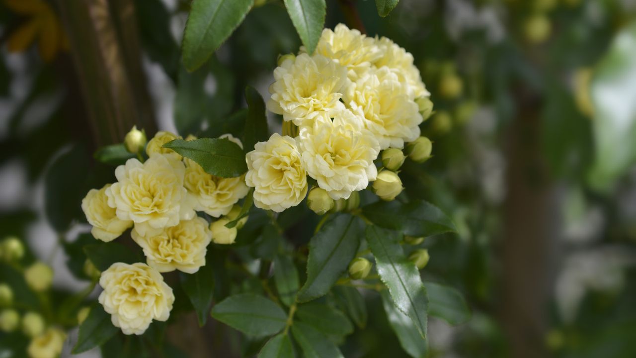 What Your Rambling Rose Needs in June for Bigger Clusters of Beautifully Scented Blooms Until Fall
