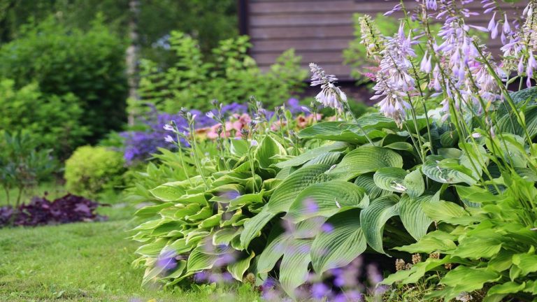 The 7 Best Plants to Stop Gardens From Looking Sparse in Early Summer –The June Gap Is Real