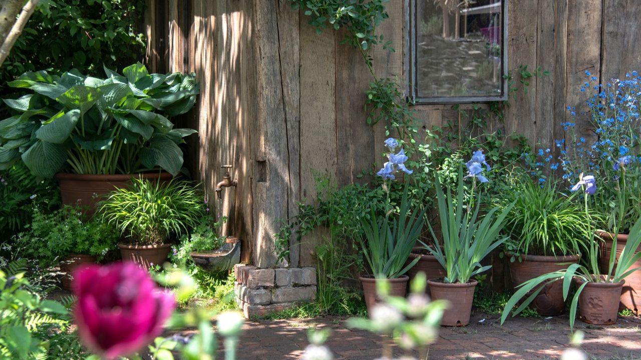 How to Water Container Plants in June Without Needing to Water Every Day –and Keep Them Thriving