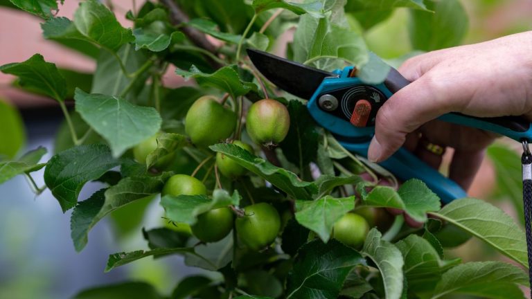 Doing This One Thing to Your Fruit Trees Now Will Result in Larger and Better Harvests – Even if They Do a ‘June Drop’ Each Year