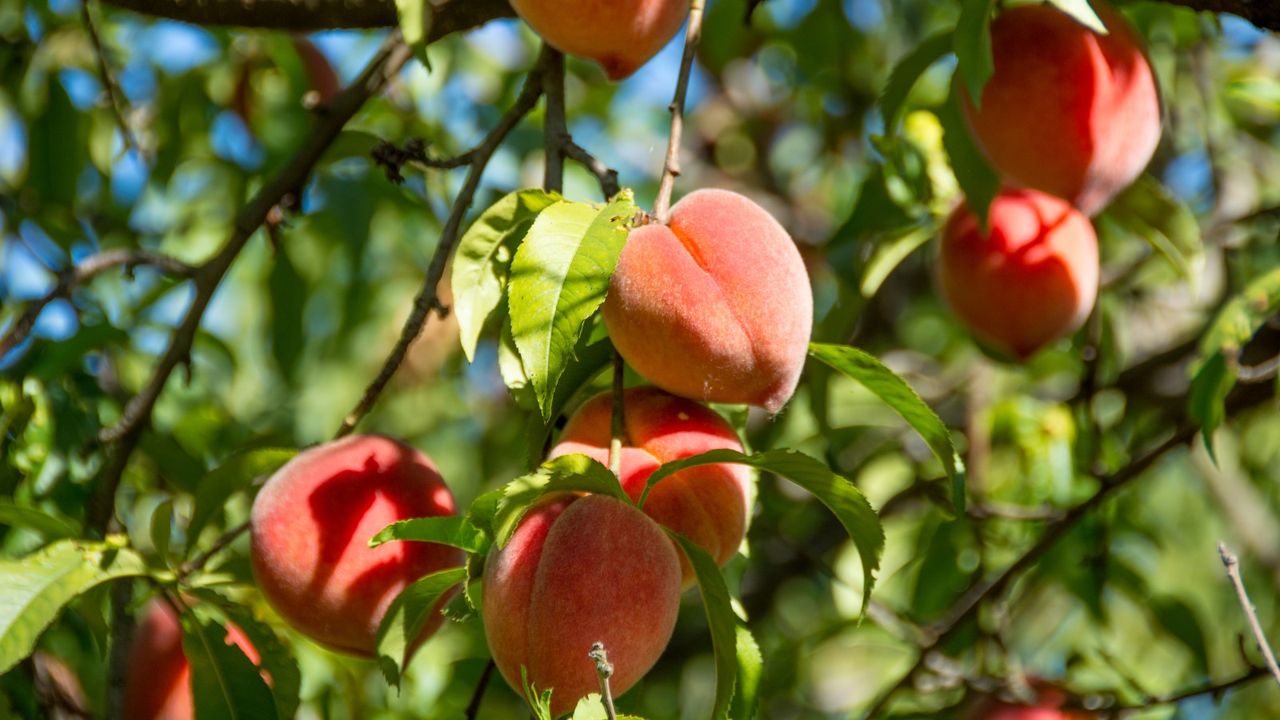 3 Things Your Peach Tree Needs in July for Sweeter Fruits and an Even Bigger Summer Harvest