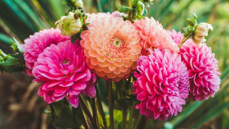 What to Do With Dahlias in June for a Garden Packed With Flowers All Summer and Into Fall