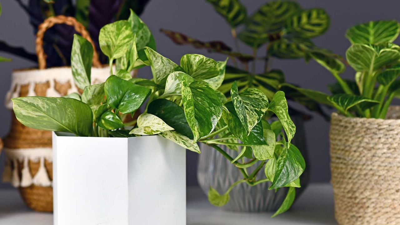 What Your Pothos Needs in June for Healthy Growth and Longer, Brighter Vines – 3 Tasks to Do Now