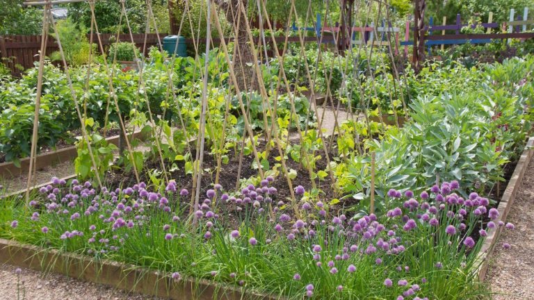 Plant These 7 Vegetables in July for a Garden That Keeps Feeding You Through Fall and Winter