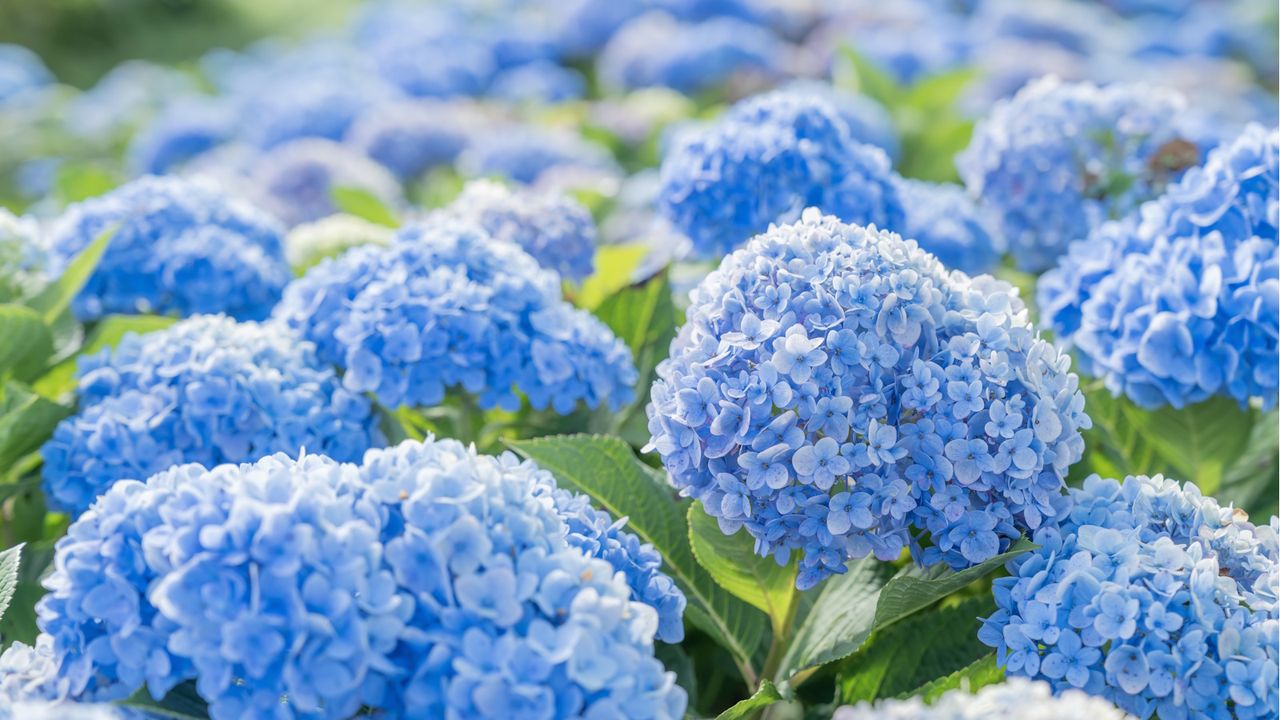 The 3 Simple Things That Will Keep Your Hydrangea Bright Blue All Summer Long – It's So Much Easier Than You Think
