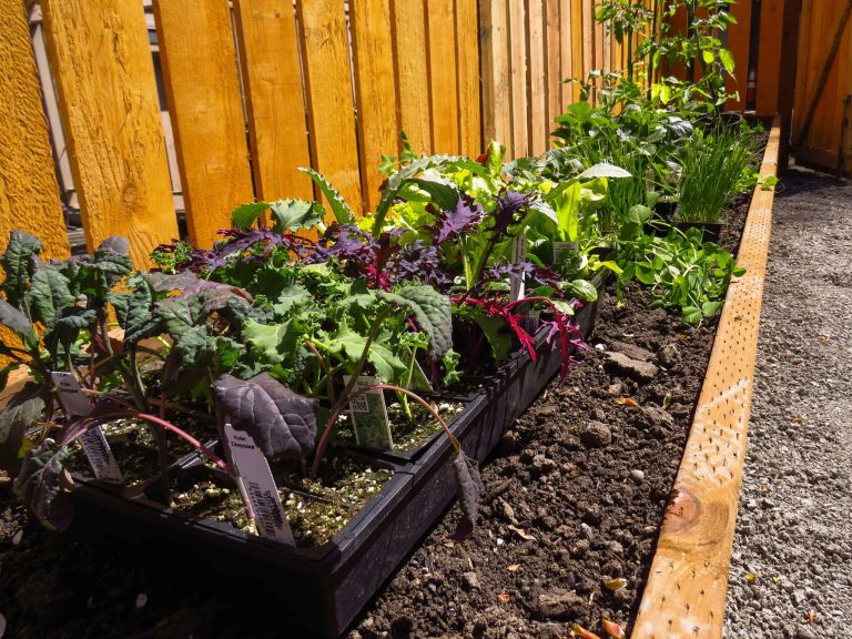 The Pros and Cons of having a raised bed