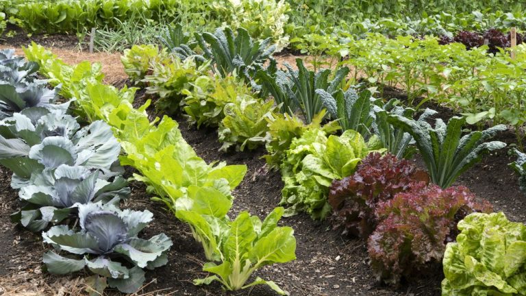 Why Your Vegetables Stop Thriving in June – and The Small Changes That Will Restart Growth in No Time