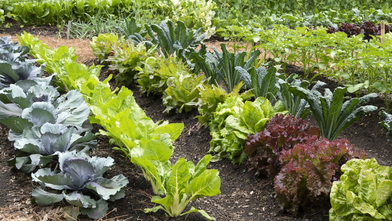 Why Your Vegetables Stop Thriving in June – and The Small Changes That Will Restart Growth in No Time