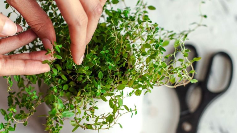 How To Harvest Thyme in Summer so it Keeps Growing – And to Get The Best Flavor