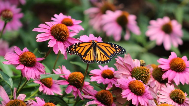 What to Do With Coneflowers in June – 6 Jobs Garden Experts Never Skip to Unlock Months of Color