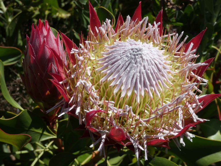 5 Winter-Flowering Aloes and Proteas to Look Out for This Season