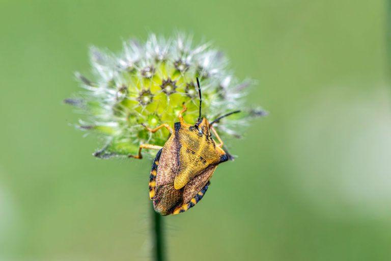 Beneficial bugs: Predatory shield bugs at work
