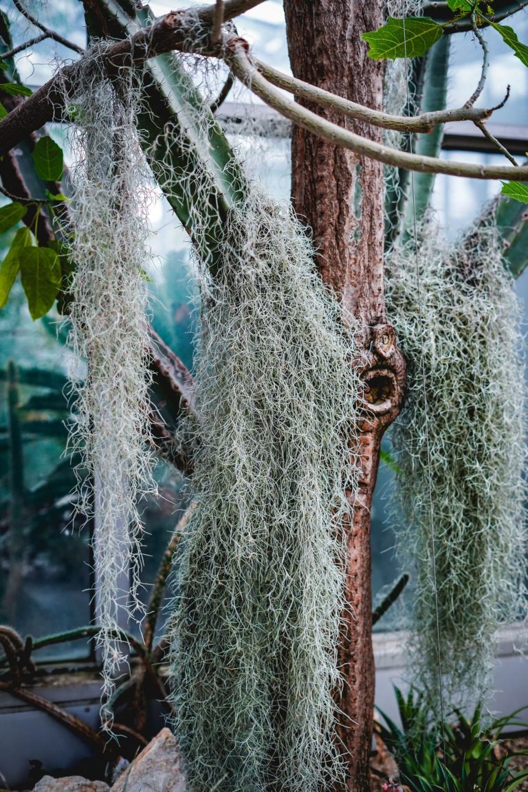 Air plants explained