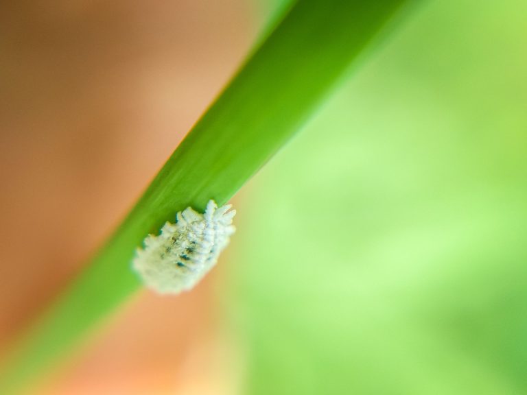 Why mealybugs thrive indoors in winter