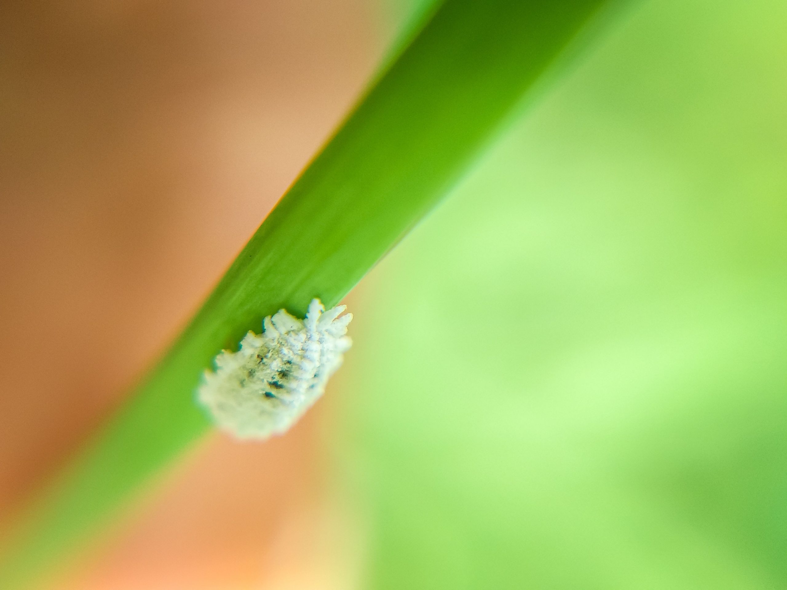 Why mealybugs thrive indoors in winter