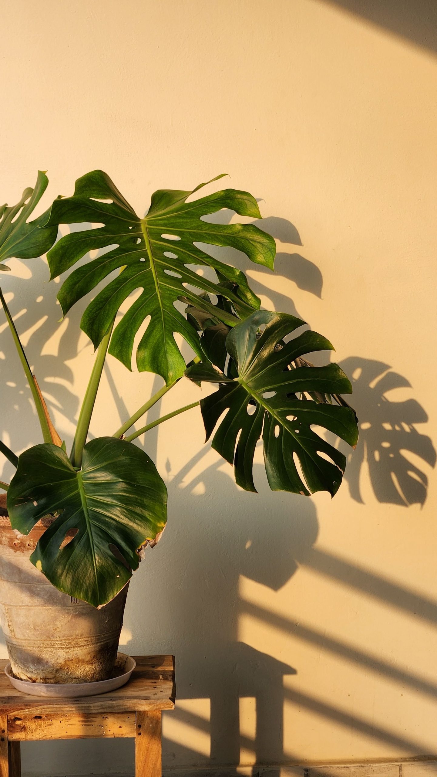 How often should you repot houseplants? Here are signs it’s time for a bigger pot