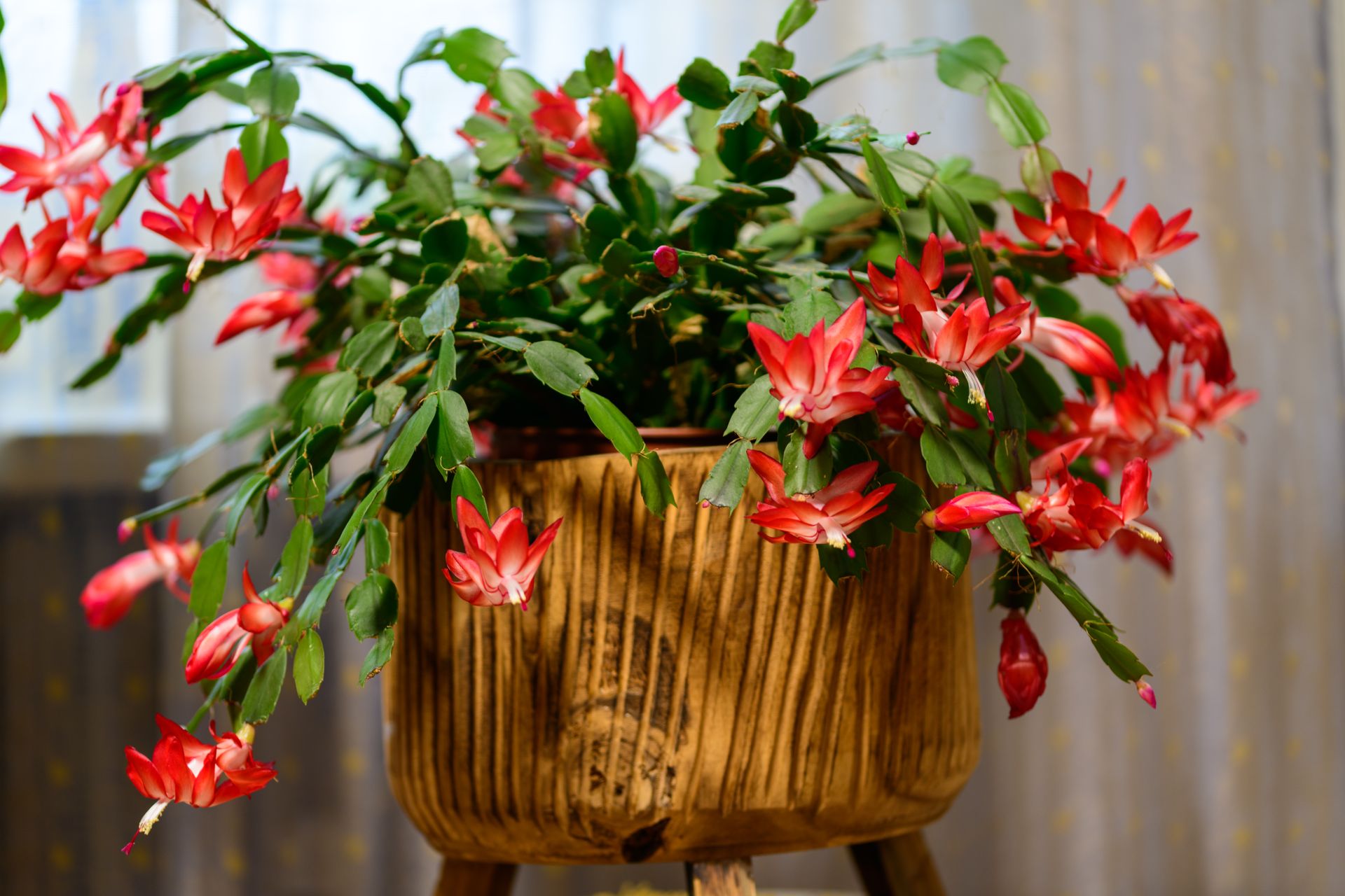 What’s flowering: Christmas cactus