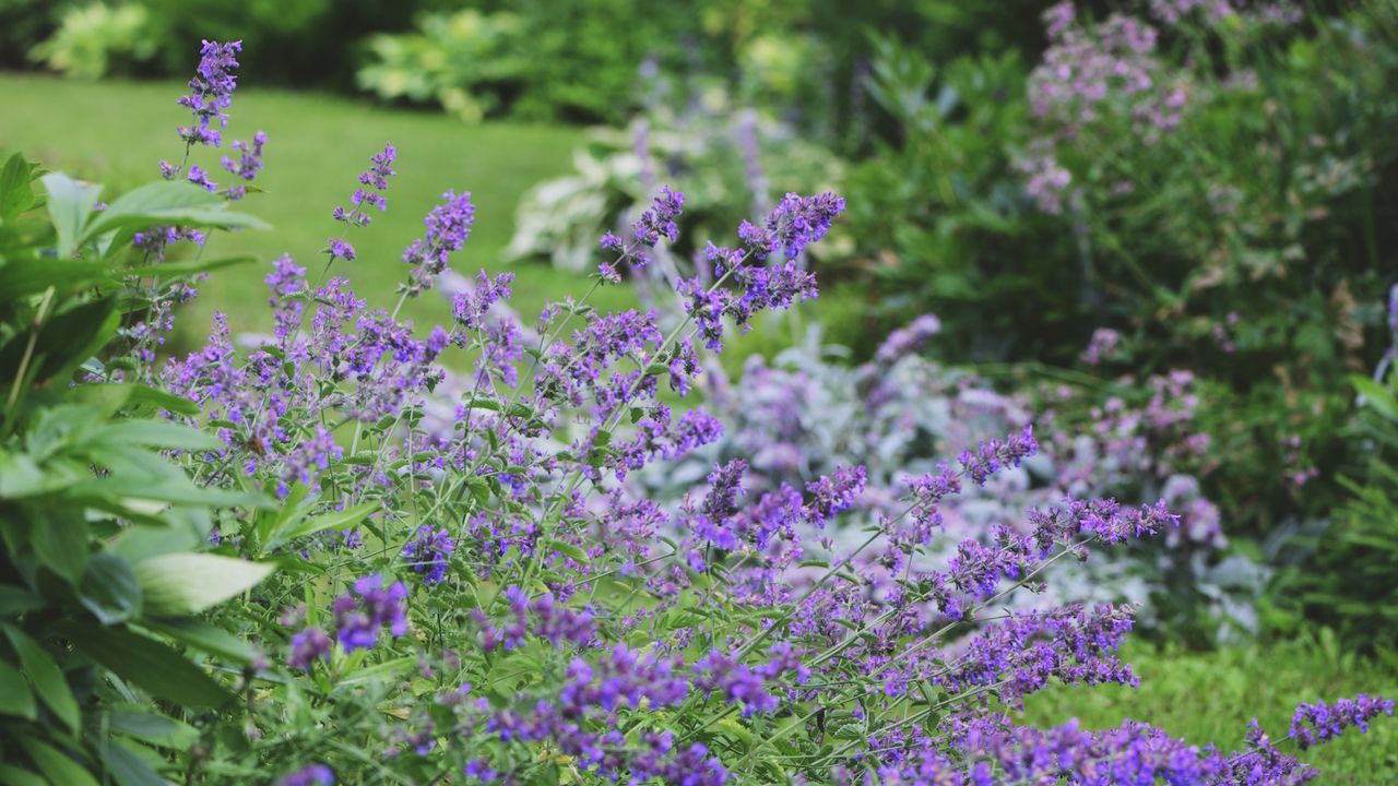 This Resilient Shrub Is Replacing Lavender in Cottage Gardens – It’s Practically Effortless, Pollinators Love It, and It Doesn’t Go Woody