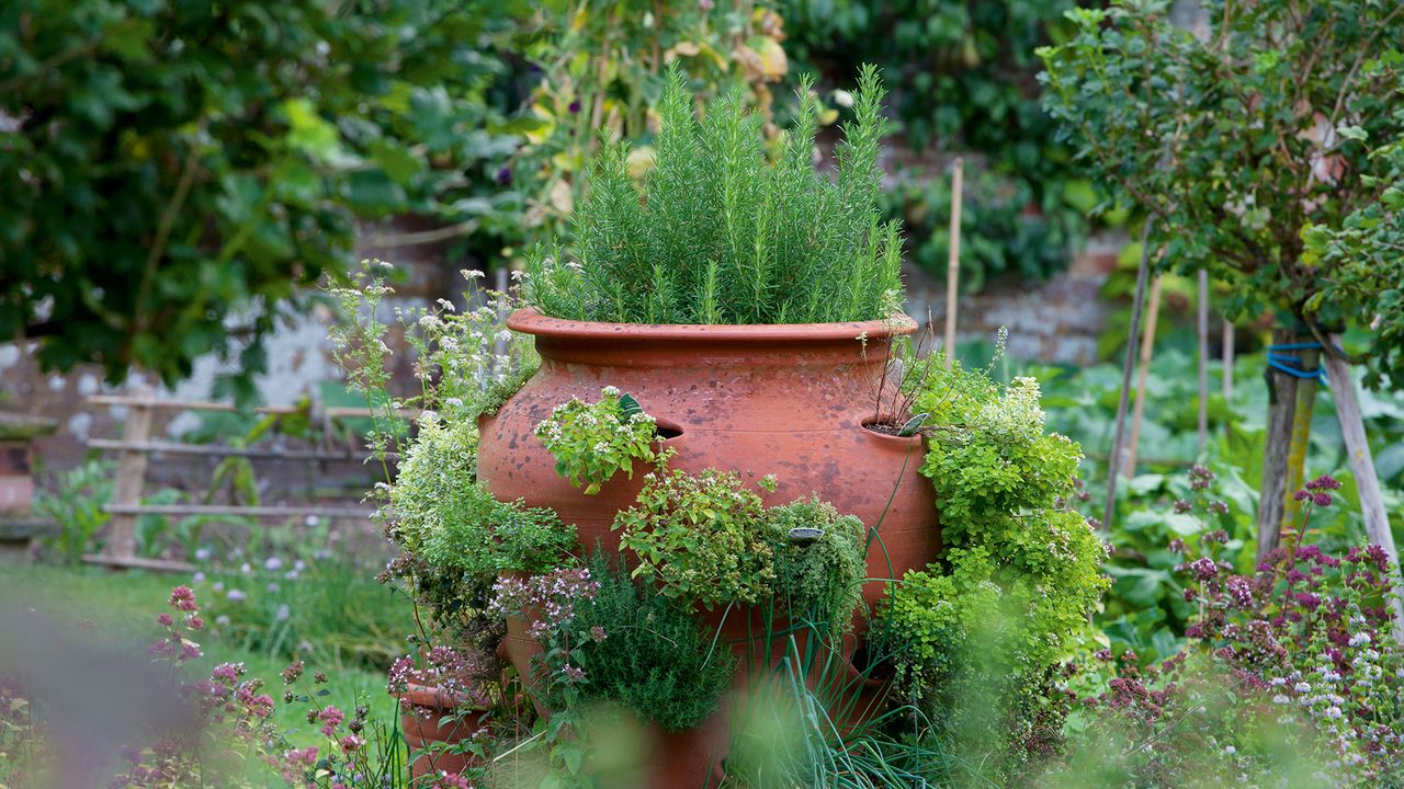 A Container Cocktail Garden Is the Secret to Fresh Summer Garnishes –3 Easy Combinations to Try in Small Gardens and Patios