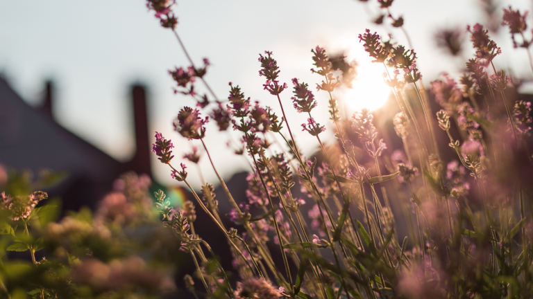Summer Solstice Is The Best Day To Harvest Herbs For Peak Flavor And Fragrance, Say Garden Experts