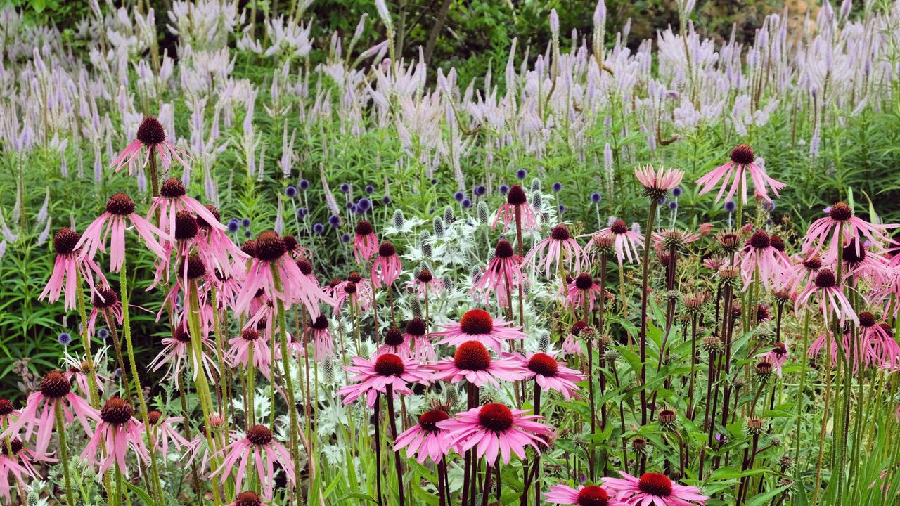The ‘See-Through’ Planting Trend Designers Are Obsessed With Right Now And How To Achieve It