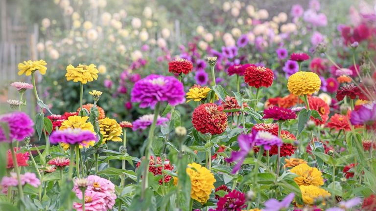8 Container Plants That Flower Better in July Than They Did in Spring – For Color During the Hottest Time of Year
