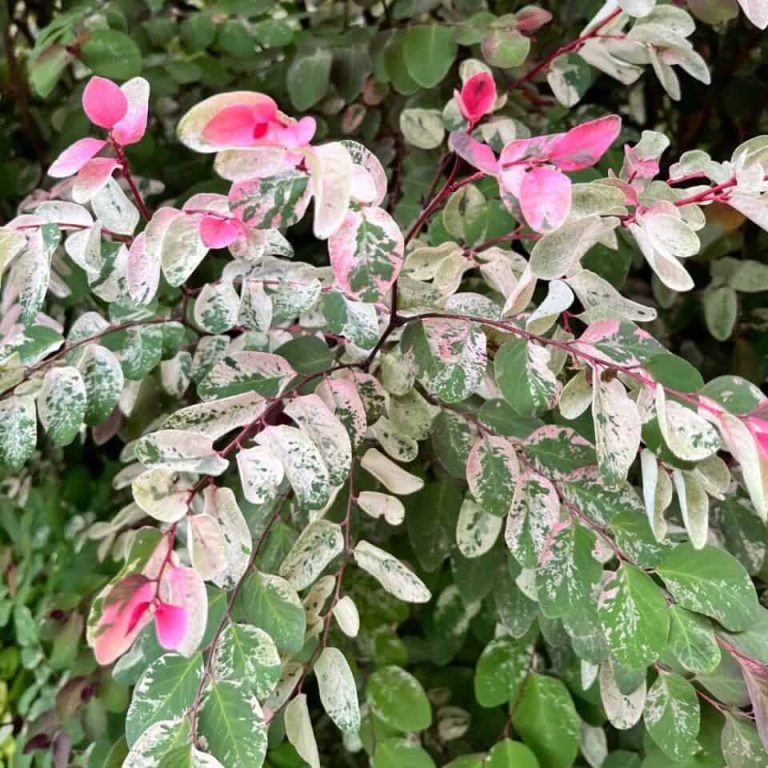 Plant spotlight: Ice cream bush