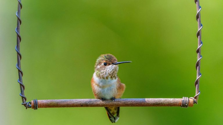 What Hummingbirds Need in July – 6 Ways To Support Adults And Fledglings