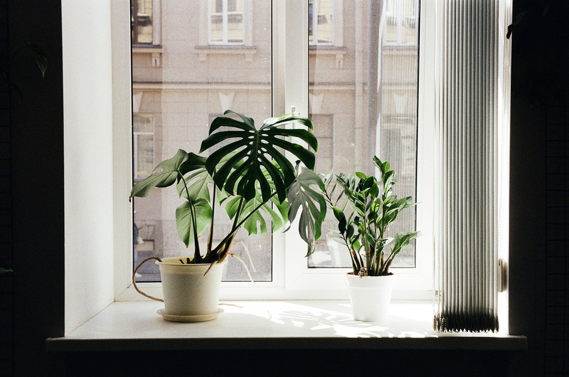 Do indoor plants really repel household pests?