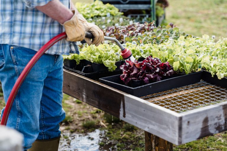 7 winter vegetable combinations for container and balcony gardens