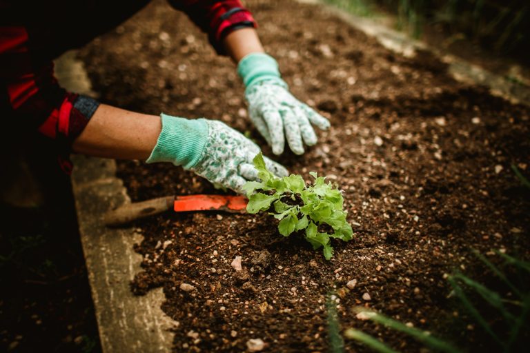 Regenerative garden techniques: Growing a healthier garden naturally 