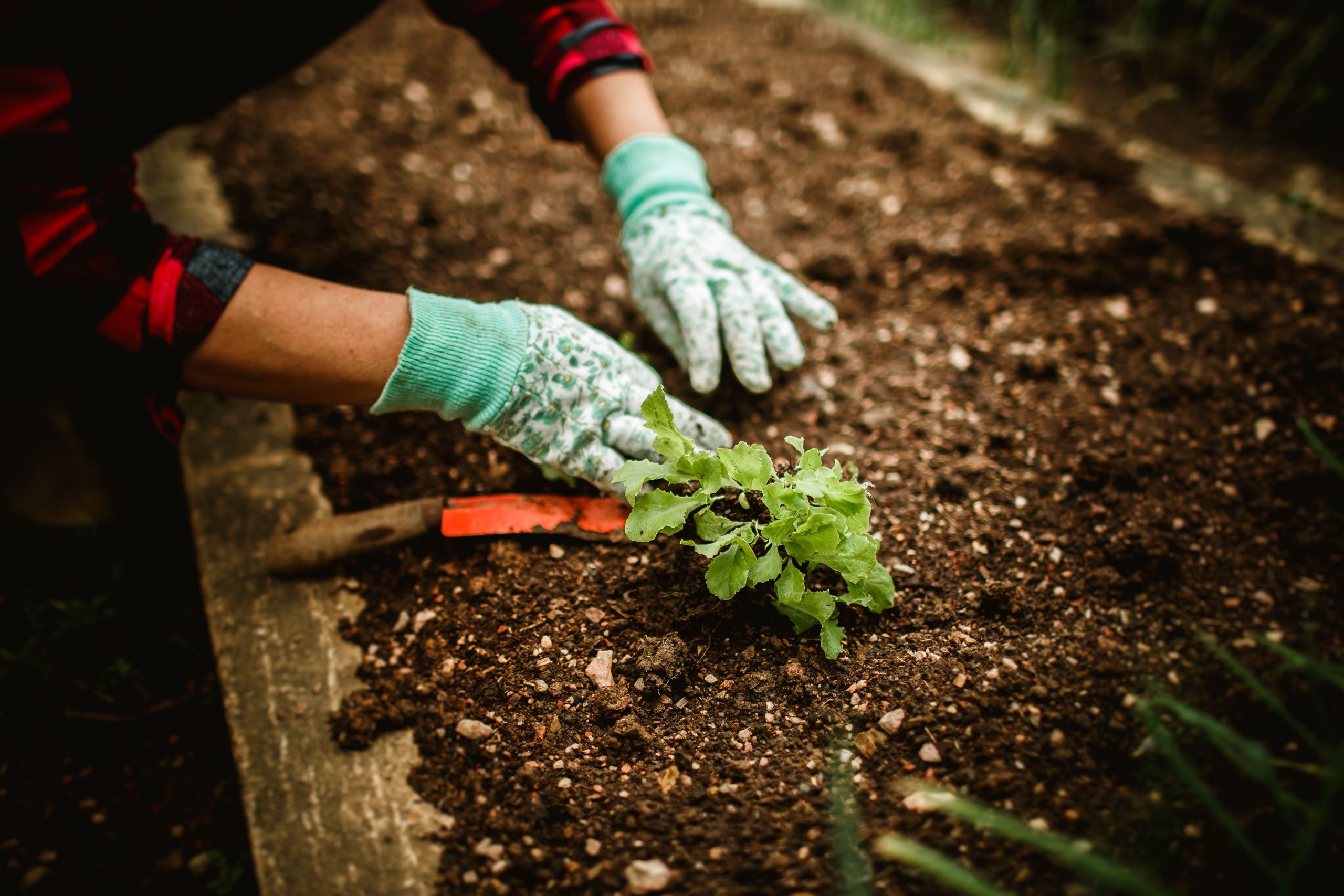 Regenerative garden techniques: Growing a healthier garden naturally 