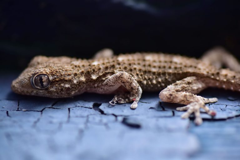 Why geckos are every gardener’s best friend