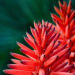 What’s flowering: Aloes