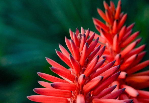What’s flowering: Aloes