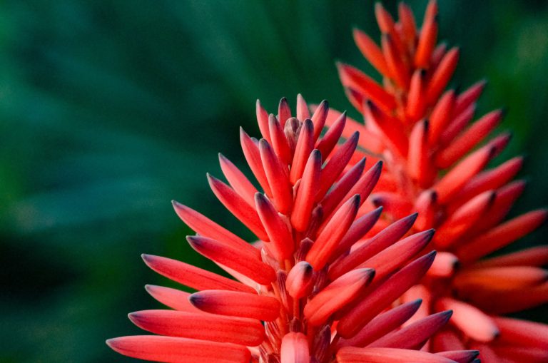 What’s flowering: Aloes