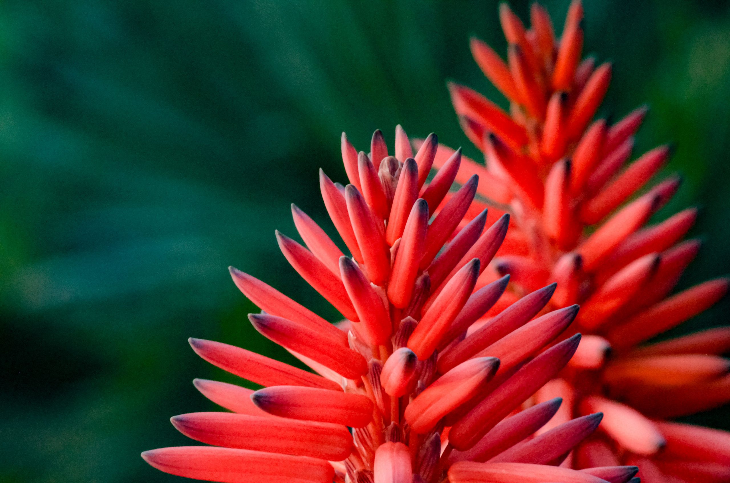 What’s flowering: Aloes