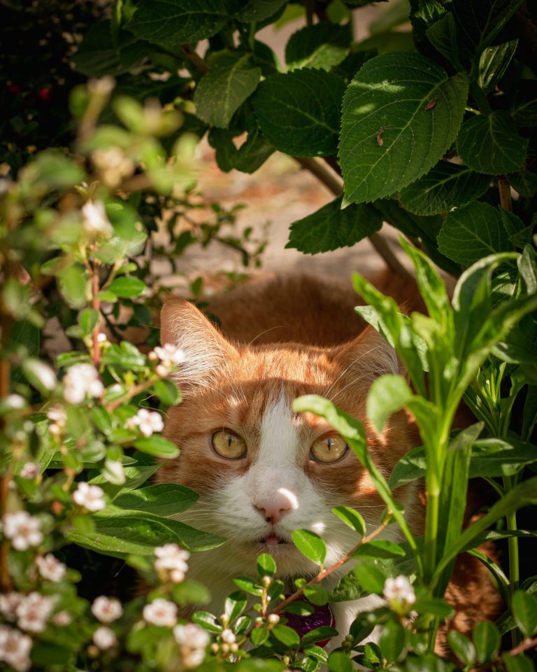 How to keep cats away from your garden