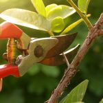 Shrubs You Should Never Prune in August – Or Risk Losing Next Year's Blooms