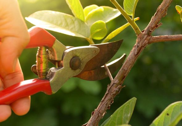 Shrubs You Should Never Prune in August – Or Risk Losing Next Year's Blooms