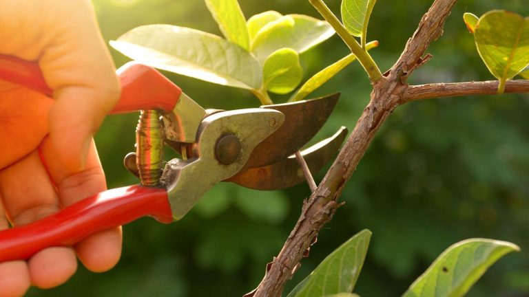 Shrubs You Should Never Prune in August – Or Risk Losing Next Year's Blooms