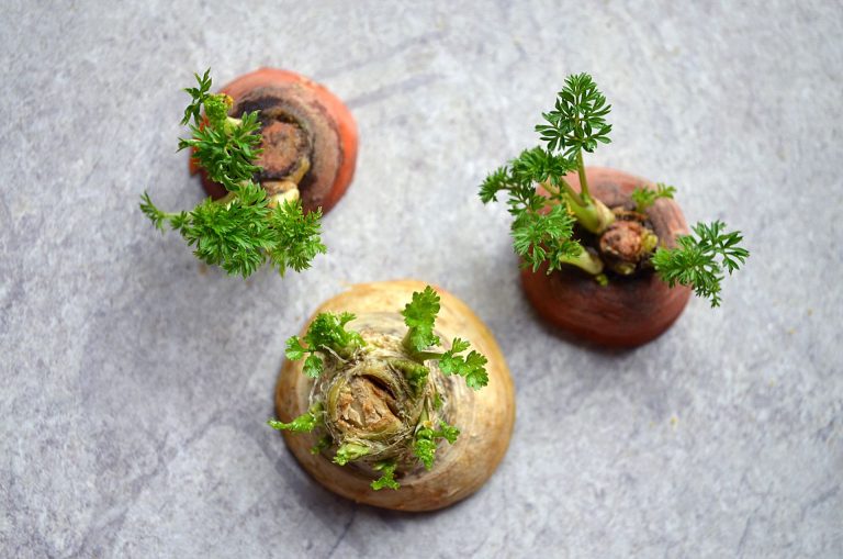 How and when to harvest parsnips