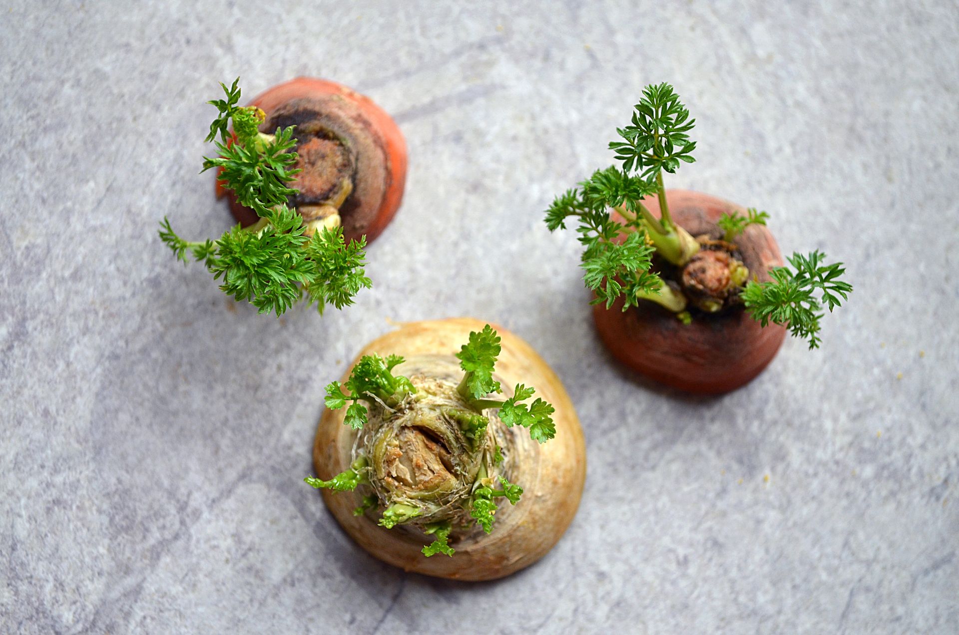 How and when to harvest parsnips